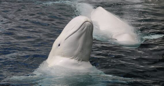 belugas