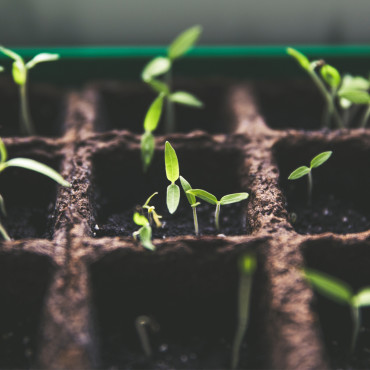 Calendrier_Jour_de_la_terre_jardinage_semis_feuilles_plantes (1)