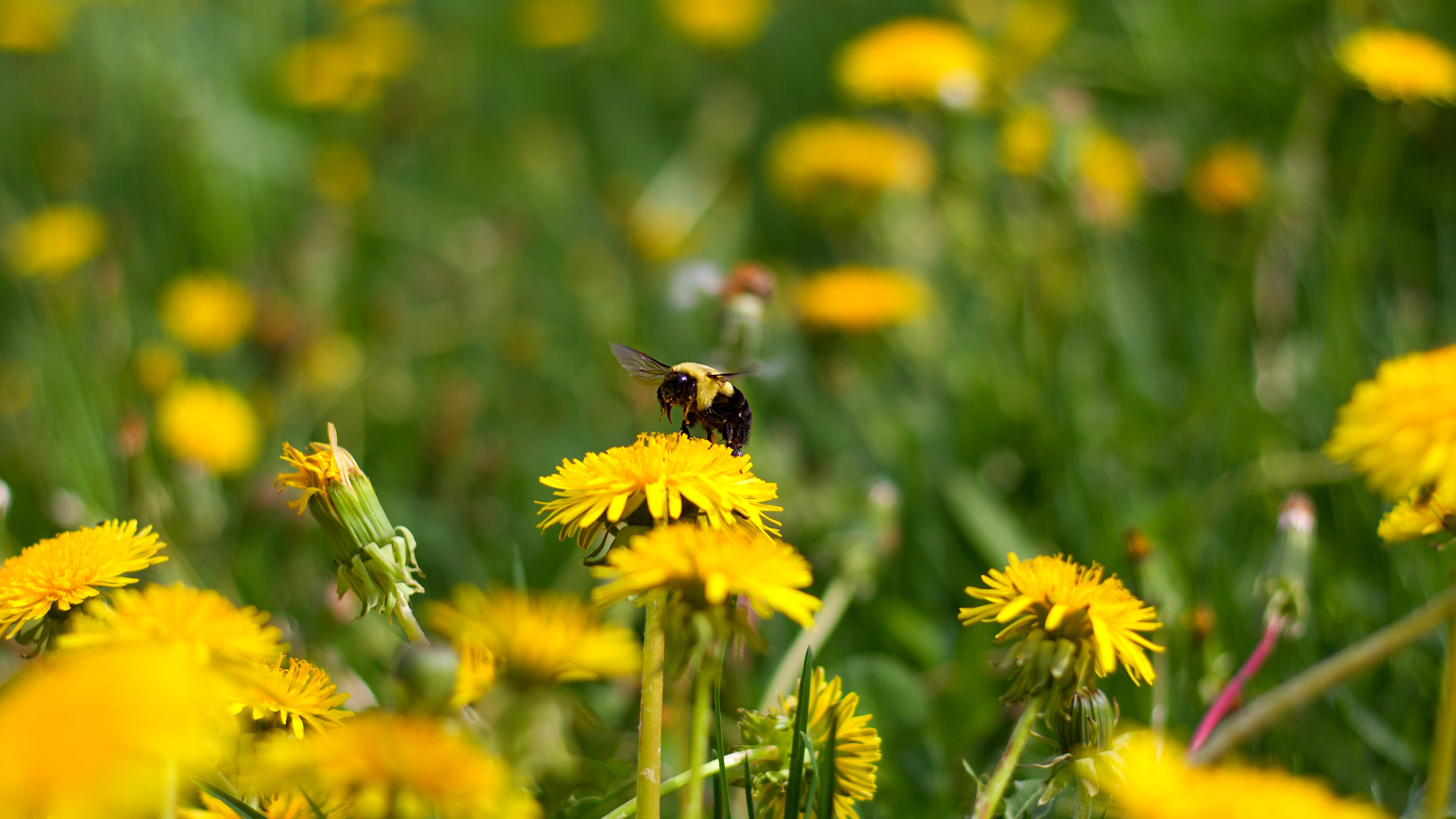 together-we-stand-for-dandelions-blog-et-nouvelles-earth-day