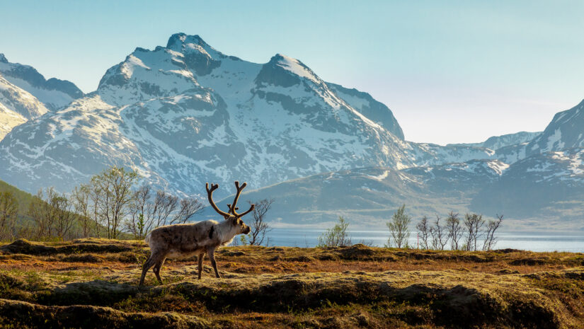 caribou