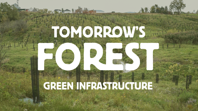 TomorrowsForest_miniature_UNE